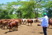 Governador da Província de Nampula visita empresa Jacaranda, Unidades de criação de gado bovino e caprino no Distrito de Eráti