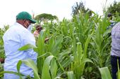 Governador de Nampula visita campos de produção agrícola do senhor Genito Rosário e do Instituto de Investigação Tropical-IITA em Murrupula