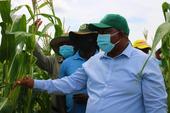 Governador de Nampula visita campos de produção agrícola em Ribáuè no âmbito da campanha agrícola 2020-2021