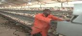 Unidade de produção de frango em Rapale produz 42 mil ov